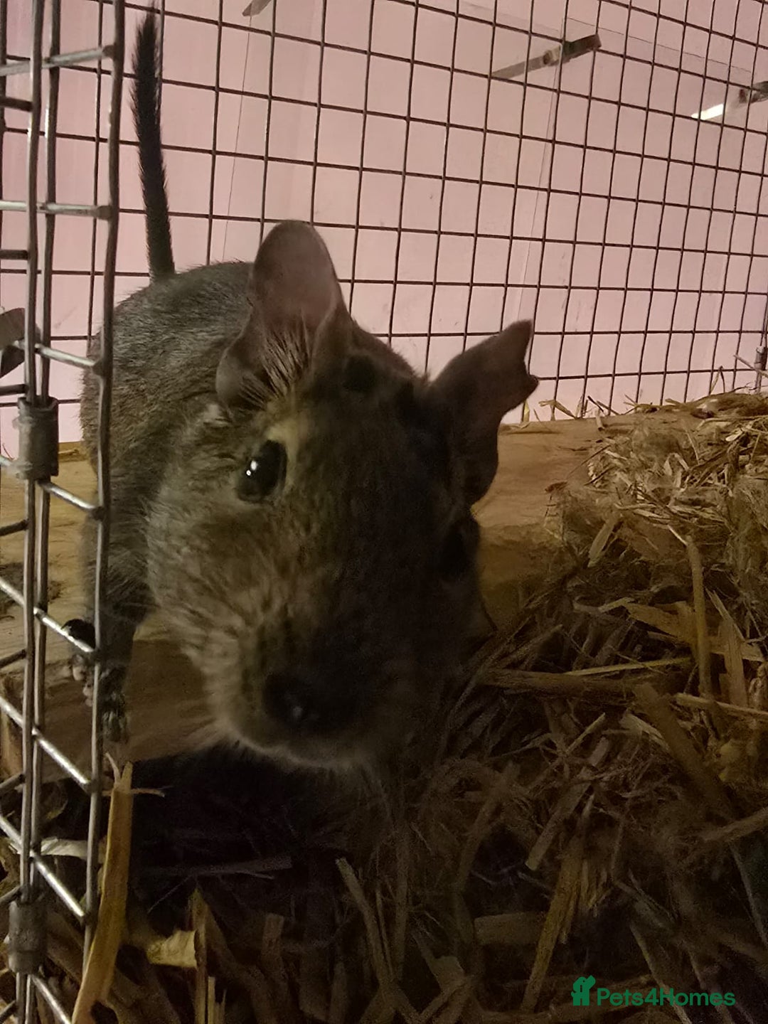 Degus rodents for sale: Degu sisters - Image 4