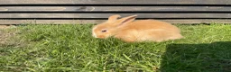Mixed Breed rabbits for sale: Child friendly Mixed breed rabbits  - Advert 16