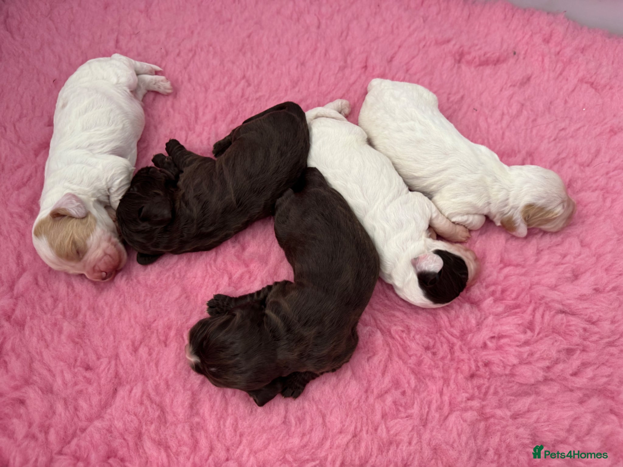 Cocker Spaniel dogs WCS Puppies from health tested KC Parents  - Advert 2