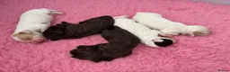 Cocker Spaniel dogs for sale: WCS Puppies from health tested KC Parents  - Advert 3