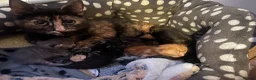 Domestic Shorthair cats for sale: Tabby x kittens - Advert 1