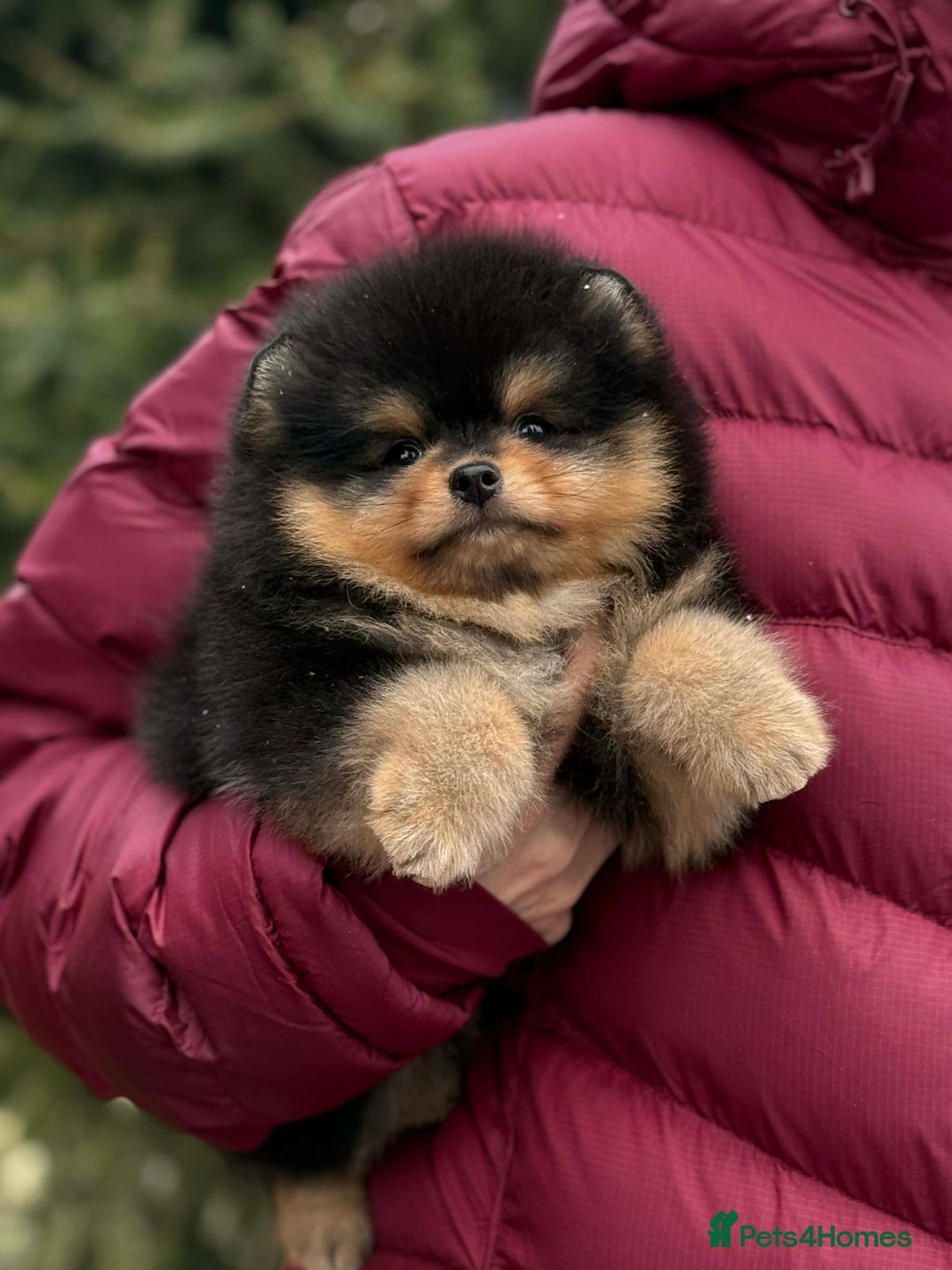 Pomeranian dogs for stud: Top quality proven Pomeranian stud  - Advert 8