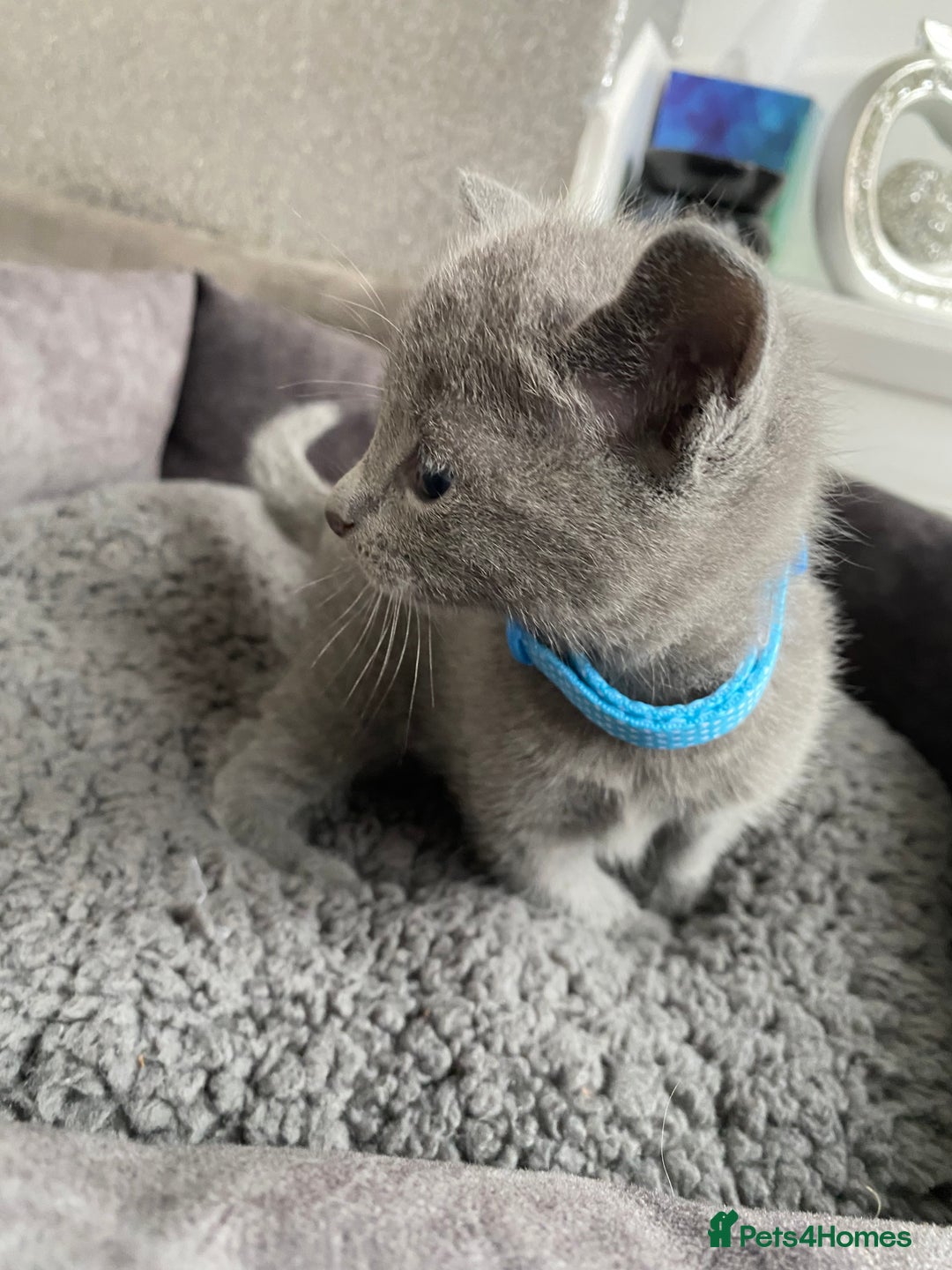 Russian Blue cats for sale: Russian blue kittens  - Advert 16