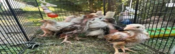 Chickens poultry for sale: Amazing 6 aseel chic from pure blood - Advert 3