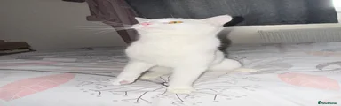 Mixed Breed Kitten 1