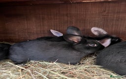 Mixed Breed rabbits for sale: Baby rabbits  - Advert 9