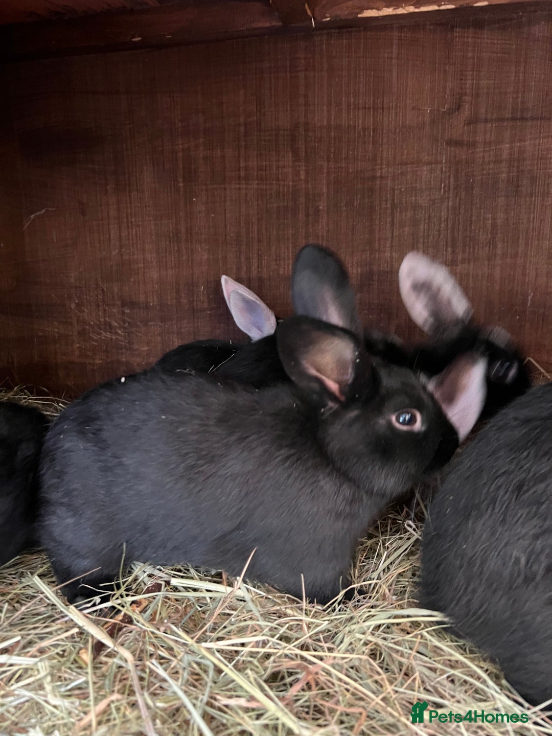 Mixed Breed rabbits for sale: Baby rabbits  - Advert 9