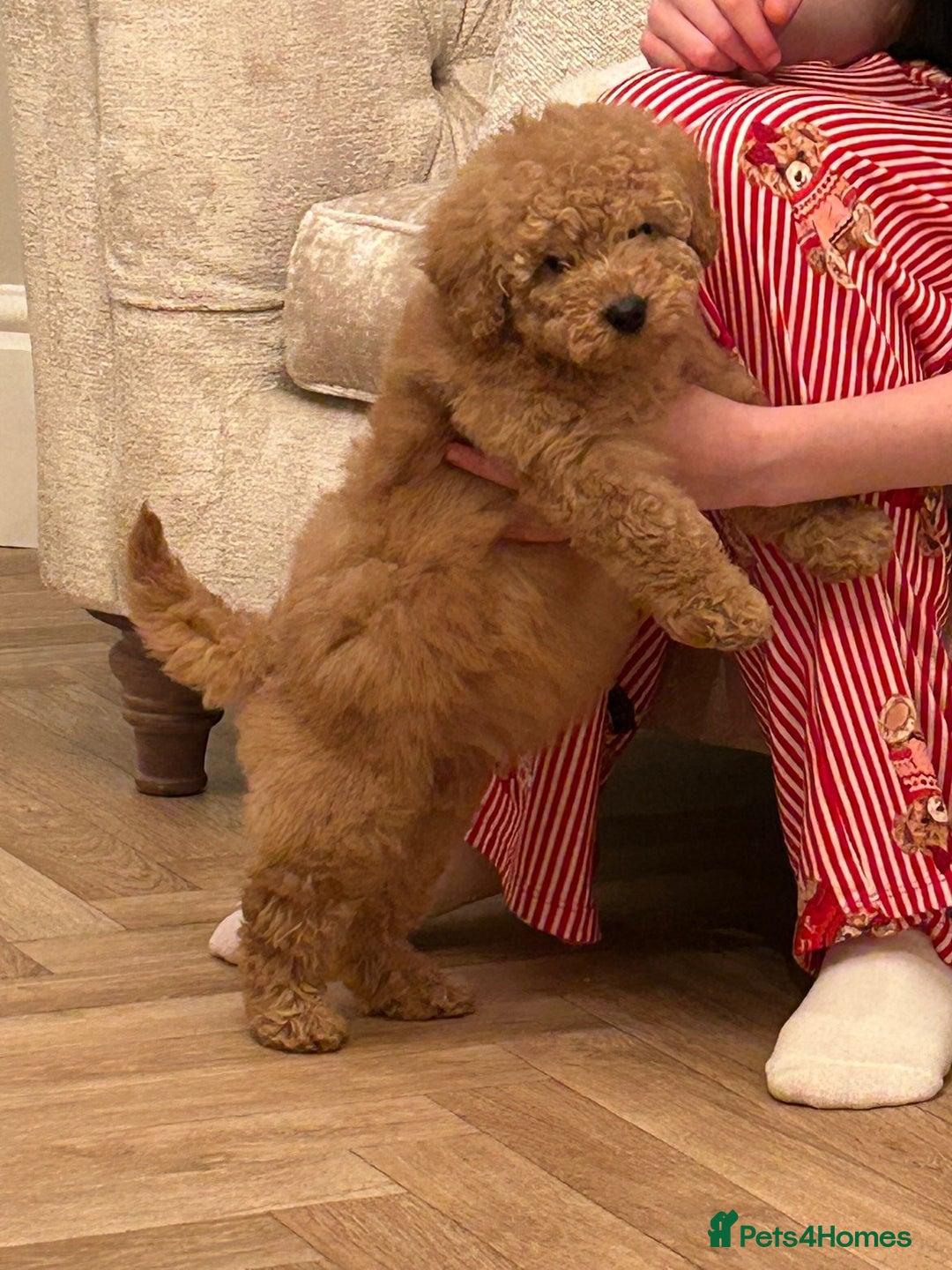 Miniature Poodle dogs for sale: 11 week old miniature poodle girl - Advert 5