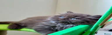 British Longhair Kitten 1
