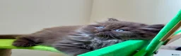 British Longhair cats for sale: Chocolate BLH boys TICA registration  - Advert 16