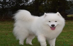 Samoyed dogs for stud: Top Quality KC Proven stud with Champion lineage  - Image 22