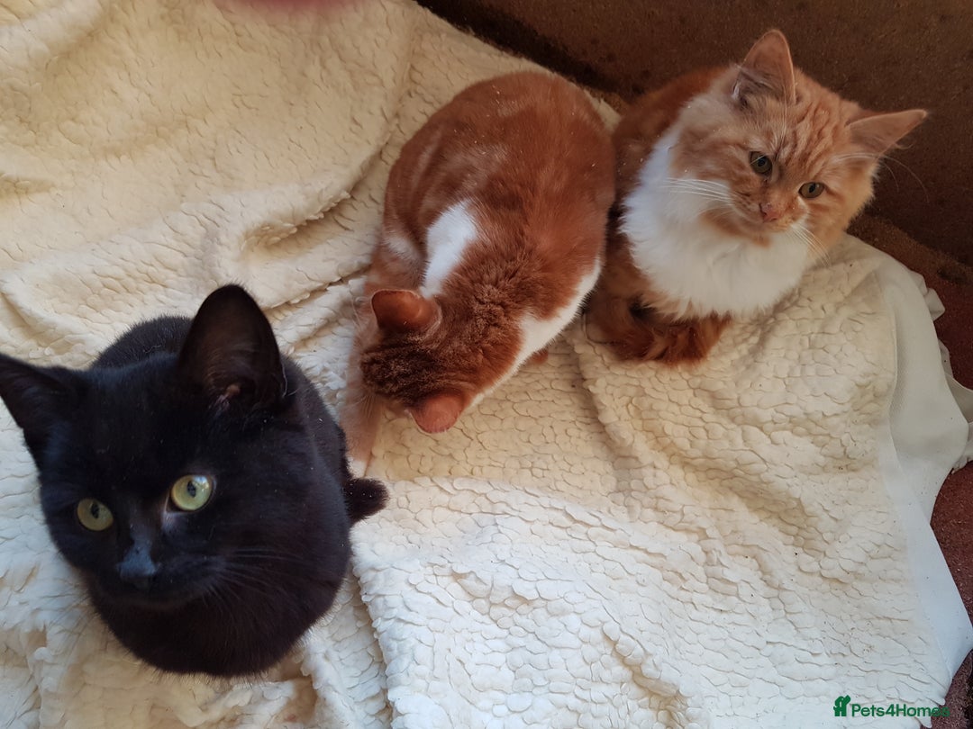 Mixed Breed cats for sale: GORGEOUS KITTENS INCL FEMALE ORANGE TABBY - Advert 10