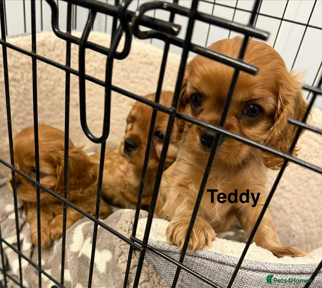 Cavalier King Charles Spaniel dogs for sale: CKCS Puppies Tested Bloodlines, KC Reg - Advert 11