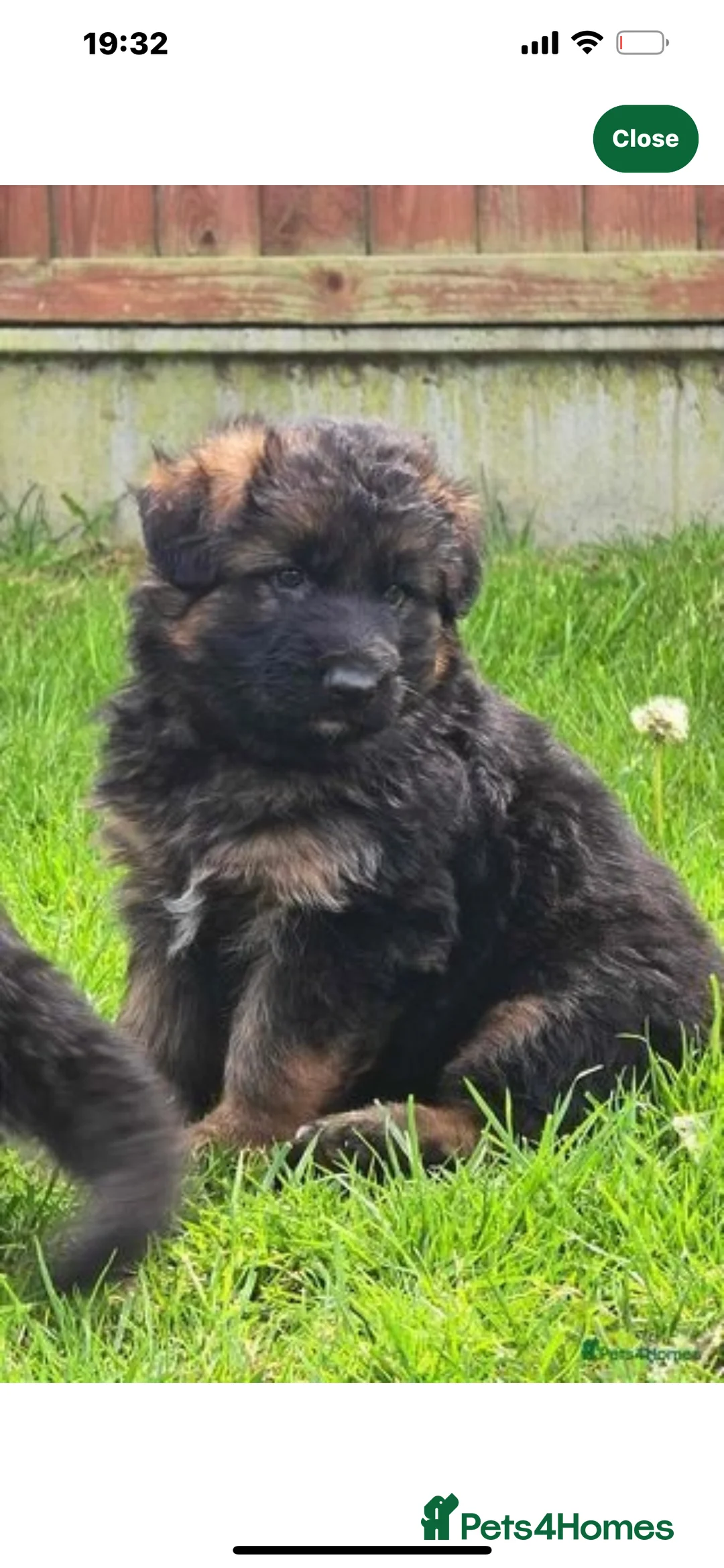 German Shepherd dogs for stud: ⭐️KC health Tested proven LUX⭐️ in Leicester - Advert 9