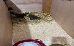 Mixed Breed birds for sale: Baby ducks  - Image 4