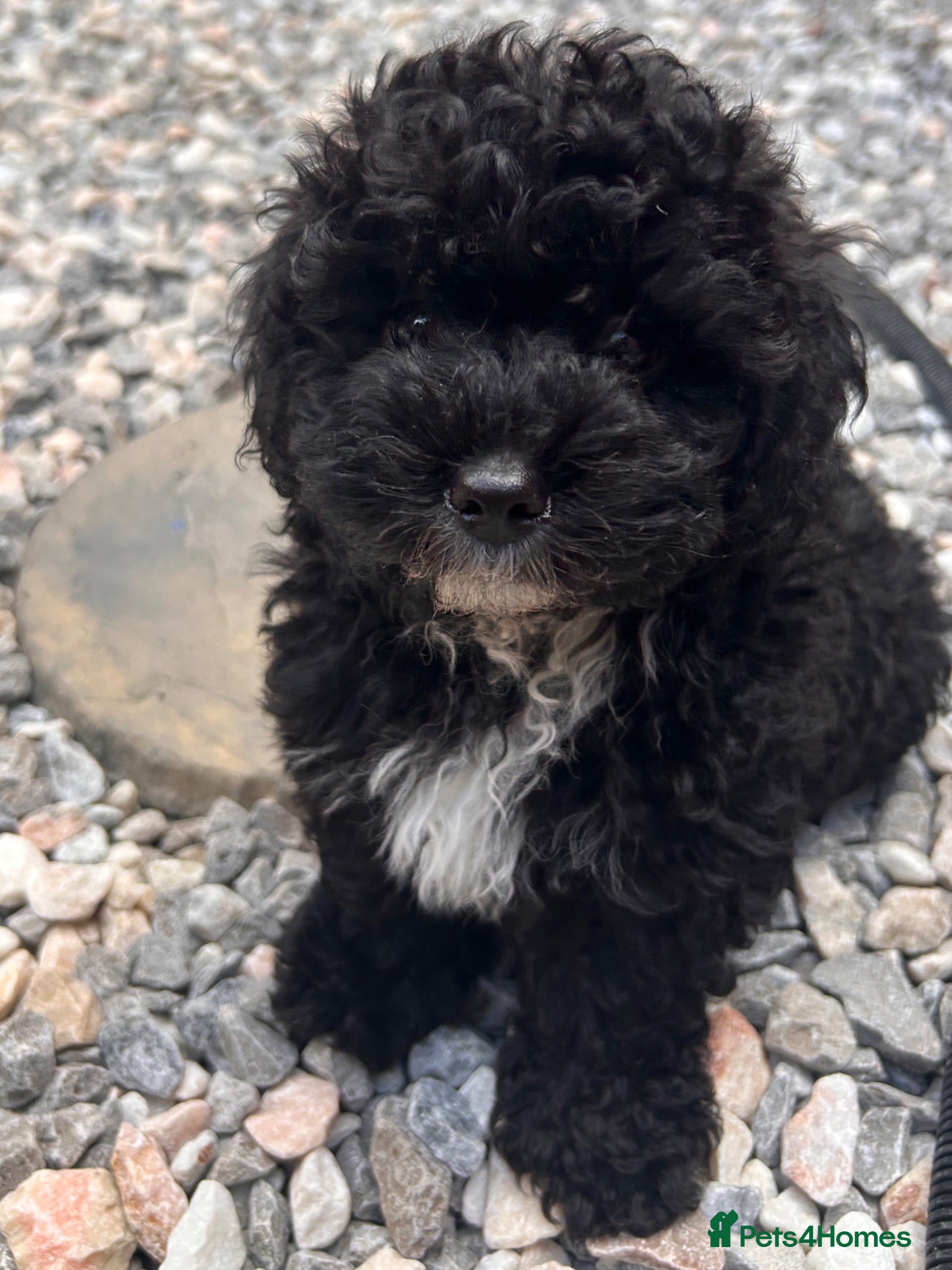 Shihpoo dogs ❤️ Tiny Shihpoo’s 🐶 ❤️ - Advert 18
