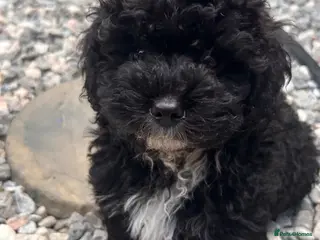 Shihpoo dogs ❤️ Tiny Shihpoo’s 🐶 ❤️ - Advert 18
