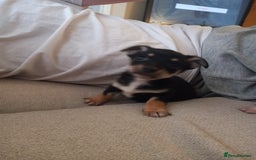 Jack Russell dogs for sale: 2 beautiful Jack Russell puppys - Image 3