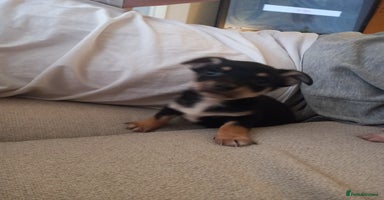 Jack Russell dogs - Advert 12