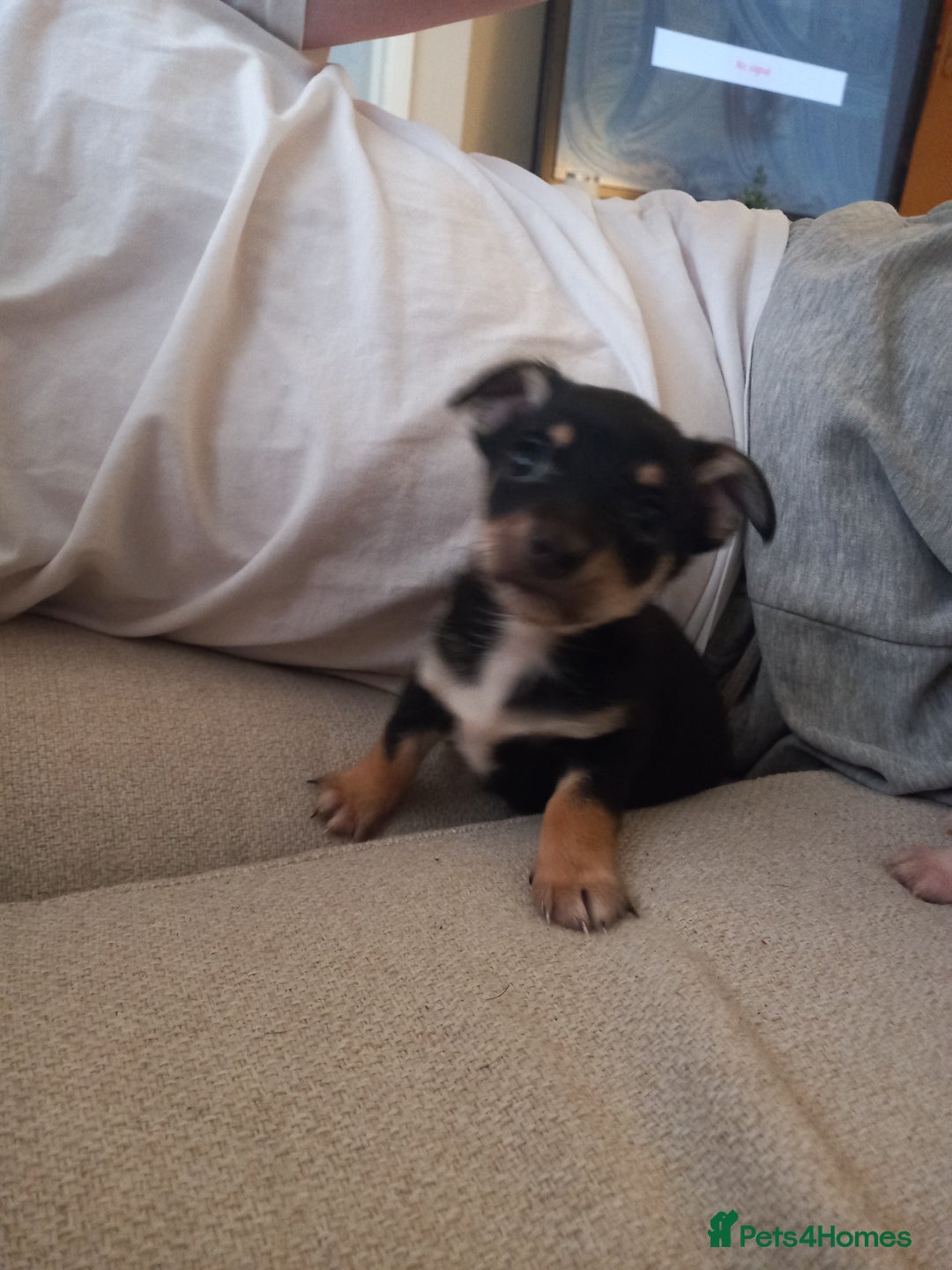 Jack Russell dogs for sale: 2 beautiful Jack Russell puppys - Image 3
