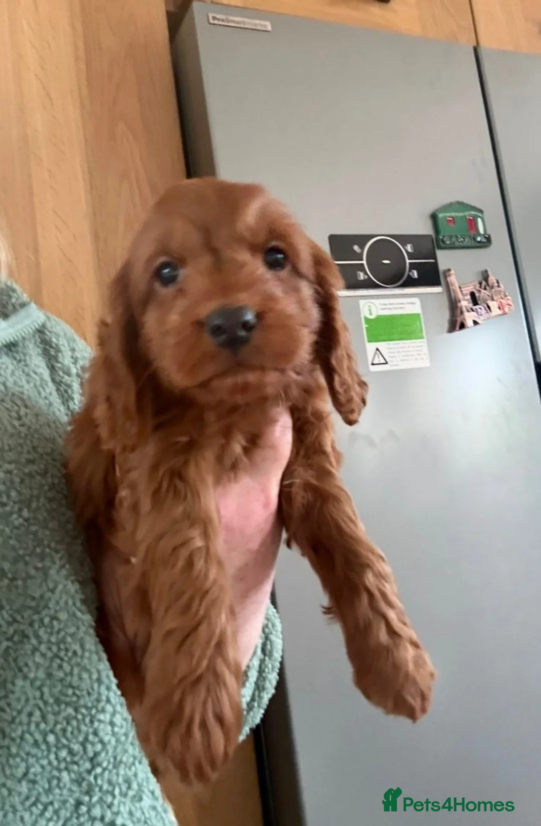 Cockapoo dogs for sale: Stunning Cockapoo Puppies - Advert 8
