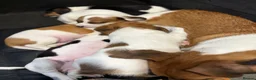 Mixed Breed dogs for sale: Litter of 5 pretty Jackapoo puppies in Bolton - Advert 2