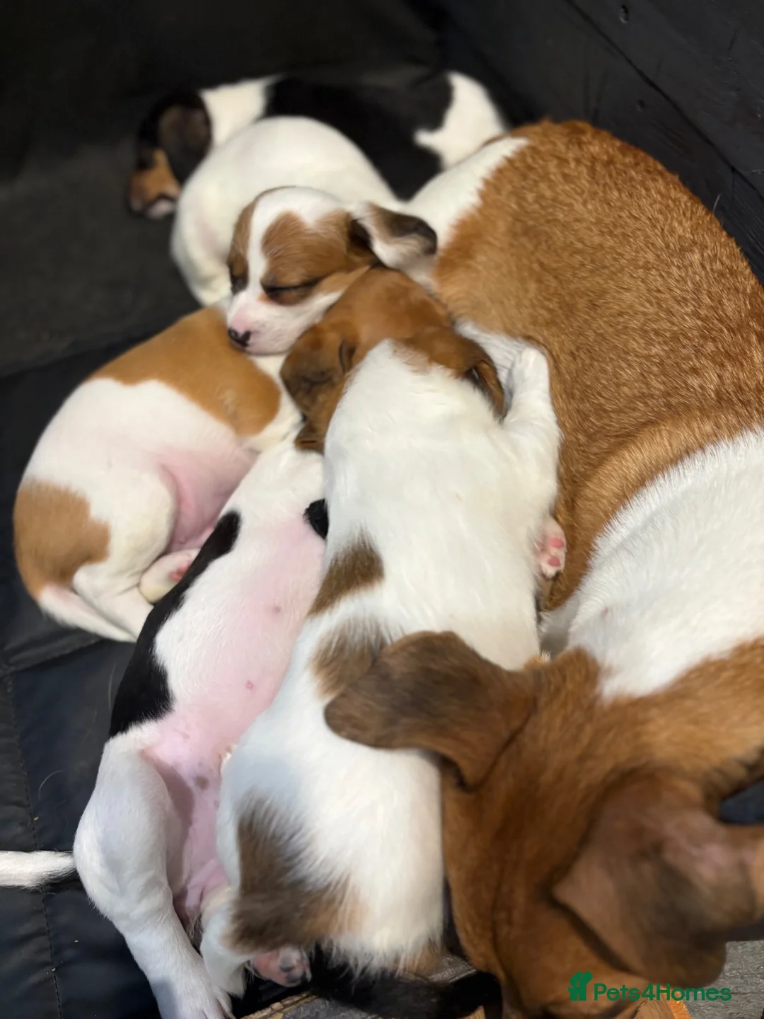 Mixed Breed dogs for sale: Litter of 5 pretty Jackapoo puppies in Bolton - Advert 2
