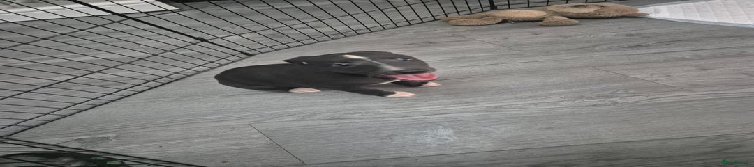 Whippet Puppy 2