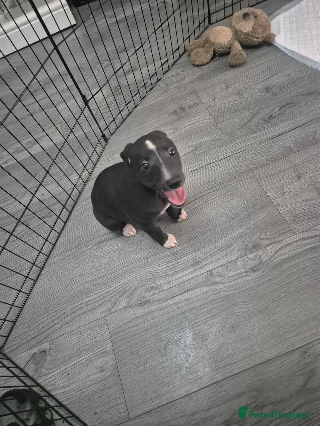 Whippet dogs for sale: 3 lovey whippet puppies  - Image 3