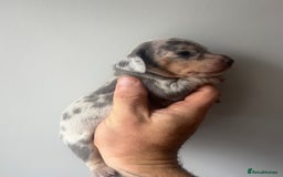 Miniature Dachshund dogs for sale: STUNNING KC REG MINIATURE DAPPLE DACHSHUNDS  - Image 17