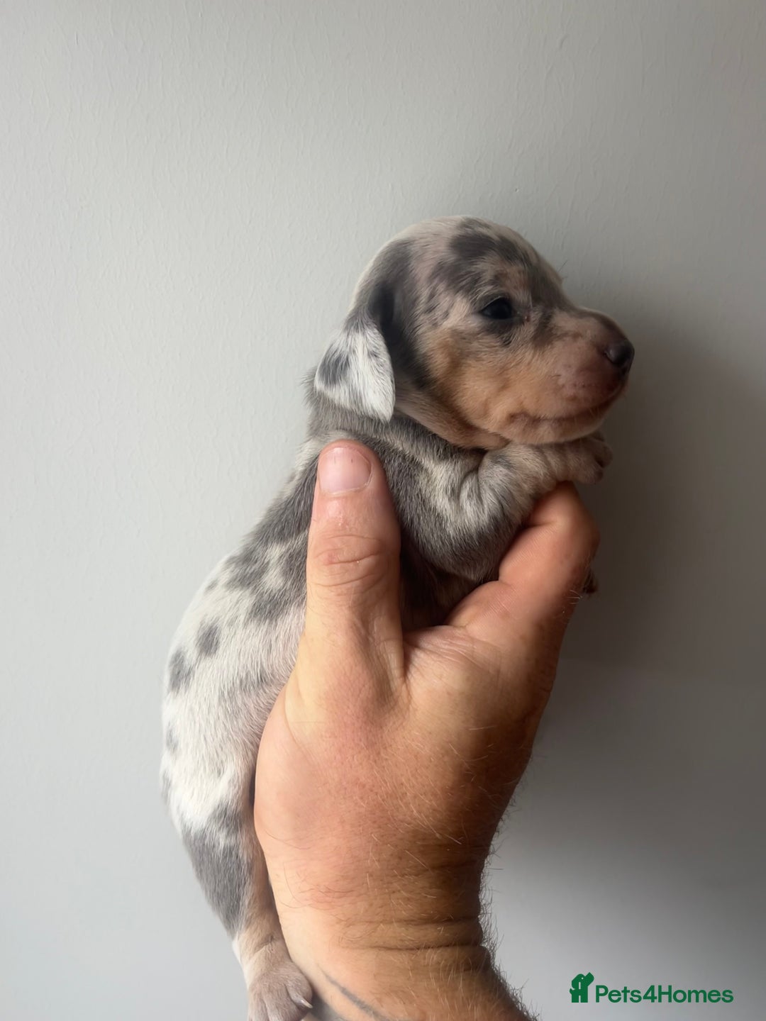 Miniature Dachshund dogs for sale: STUNNING KC REG MINIATURE DAPPLE DACHSHUNDS  - Image 17