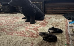 Maine Coon cats for sale: Twin Tuxedo Maine coon x BSH kitten girls - Image 9