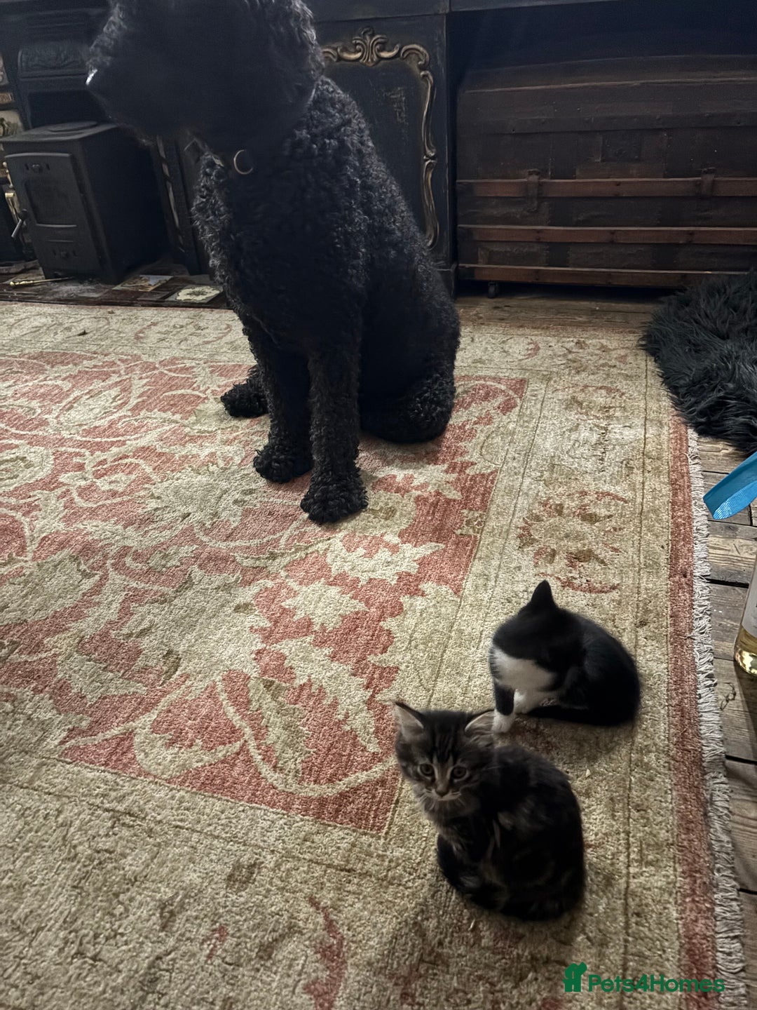 Maine Coon cats for sale: Twin Tuxedo Maine coon x BSH kitten girls - Image 9
