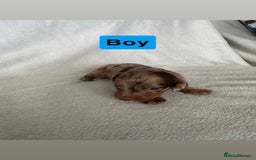 Miniature Dachshund dogs for sale: 5 beutiful miniatures daschunds  - Image 8