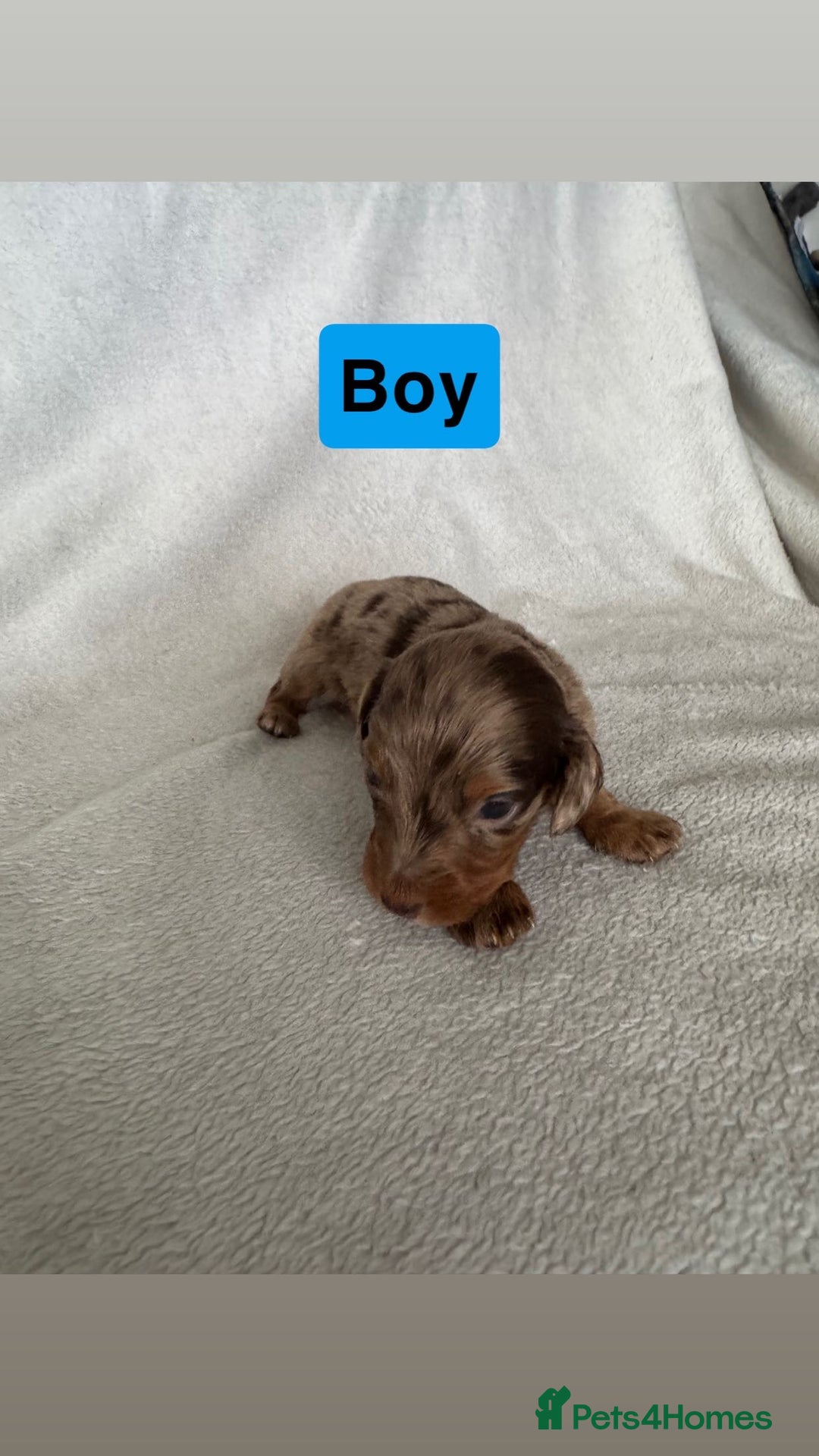 Miniature Dachshund dogs for sale: 5 beutiful miniatures daschunds  - Image 8