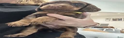 Cocker Spaniel dogs for sale: KC REGISTERED WORKING COCKER SPANIELS in Deeside - Advert 4
