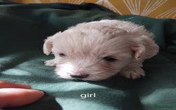 Mixed Breed dogs for sale: Lovely havapoo only 3 boys left READY TO GO - Image 5