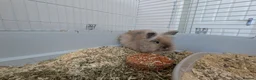 Mixed Breed rabbits for sale: Bonded female baby rabbits - Advert 4