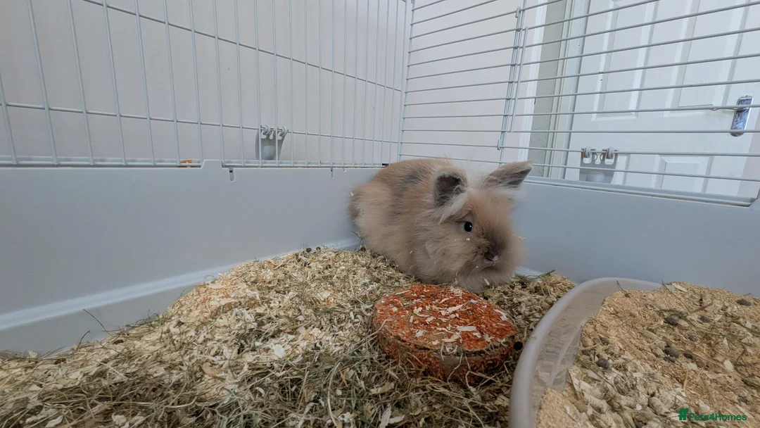 Mixed Breed rabbits for sale: Bonded female baby rabbits - Advert 4