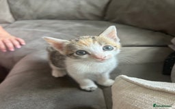 Bengal cats for sale: Bengal Calico kittens  - Image 14