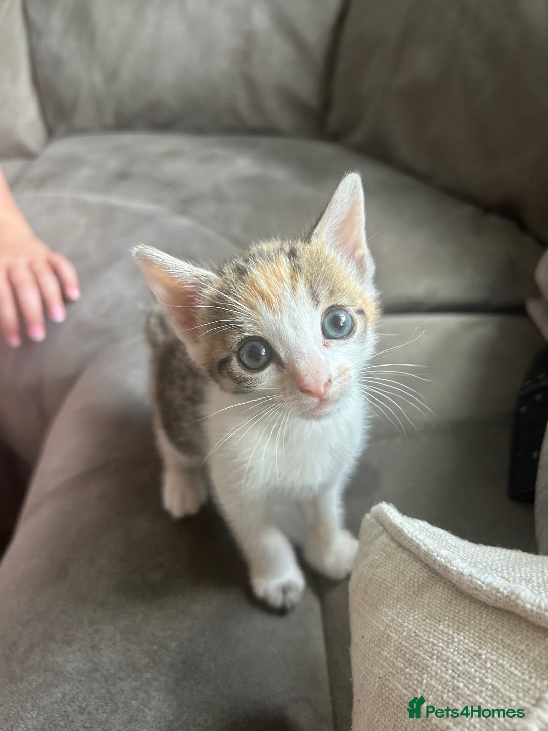 Bengal cats for sale: Bengal Calico kittens  - Image 14