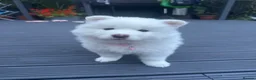 Mixed Breed dogs for sale: Beautiful Samoyed/Siberian Husky puppies💞 - Advert 8