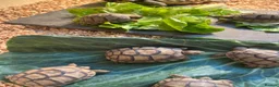 Tortoise reptiles for sale: £150 9 months old Greek tortoise&set up  - Advert 4