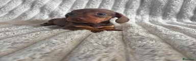Miniature Dachshund 1