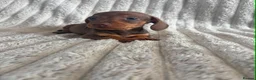 Miniature Dachshund dogs for sale: KC MINIATURE DACHSHUND PUPPIES  - Advert 22