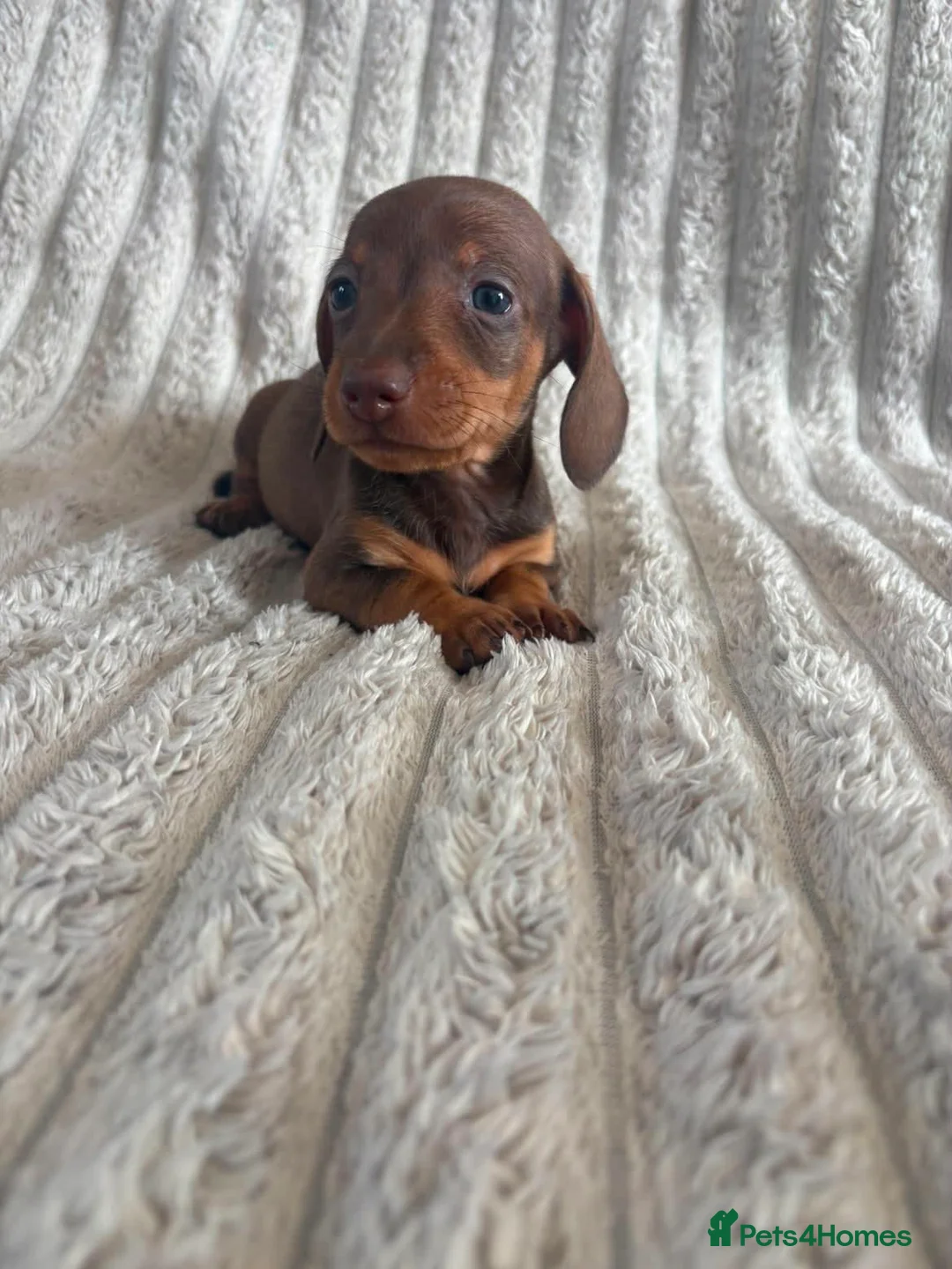 Miniature Dachshund dogs for sale: KC MINIATURE DACHSHUND PUPPIES  - Advert 22