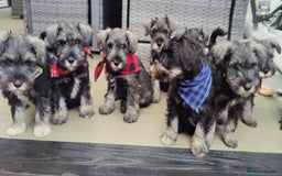 Miniature Schnauzer dogs for sale: Forever Homes Wanted: 2 Schnauzer Boys 🐶 - Image 7