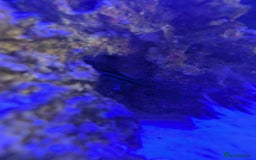 Butterfly Fish fish for sale: Marine fish  - Image 4