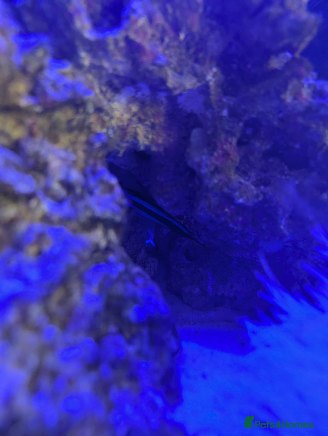 Butterfly Fish fish for sale: Marine fish  - Image 4