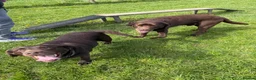 Labrador Retriever dogs for sale: Wonderful KC Chocolate Labrador Pups for Sale - Advert 6